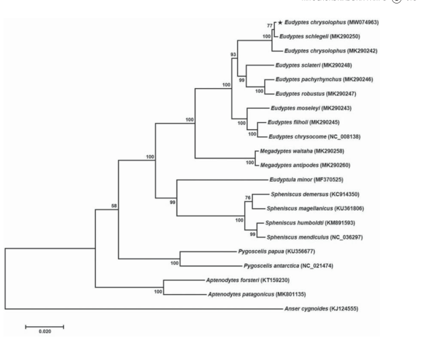 Phylogenetic tree of Eudyptes chrysolophus and other Spheniscidae family based on mitochondrial PCGs. The numbers in the nodes indicate bootstrap support values (>50%) from 1000 replicates