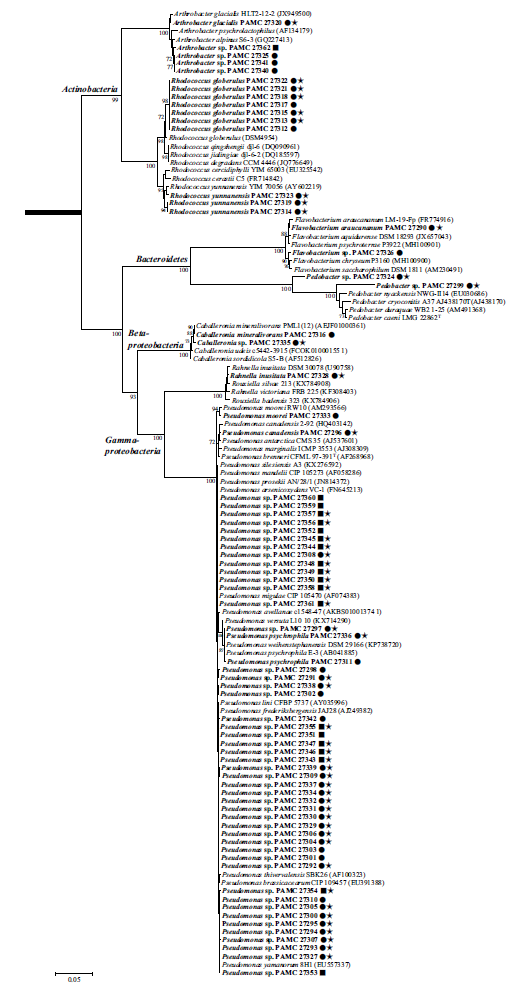 Neighbor-joining tree of 16S rRNA gene sequences from polar HA-degrading bacterial isolates with closely related reference species. Representative isolates for each phylotype are indicated by bold letters, and branches are supported by high bootstrap values (> 70%) as thick lines. Bar, 10 nucleotide substitutions per 100 nucleotides. Squares and circles indicate the Arctic and Antarctica, respectively. A star indicates the presence of LMCO gene amplicons