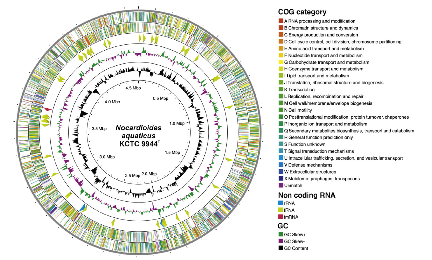 Circular map of the N. aquaticus KCTC 9944T genome. From outside to the center: Genes on forward strand (color by COG categories), Genes on reverse strand, RNA genes (rRNAs blue, tRNA pale green, tmRNA red), GC skew (green/violet), and GC content (black). RNA genes on forward and reverse strands were labeled with clockwise and counterclockwise arrows, respectively. (For interpretation of the references to color in this figure legend, the reader is referred to the web version of this article.)