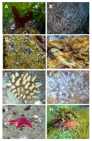 해빙영향권 연구해역에서 출현한 대표적인 우점종. (A)Iridea cordata, (B)Crust coralline algae, (C)Diatom_1, (D)Diatom_2, (E)Sphaerotylus antarcticus, (F)Clavularia frankliniana, (G)Odontaster validus, (H)Sterechinus neumayeri