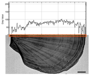 장보고 기지 남극가리비 X-선 이미지 기반 Gray value 분석
