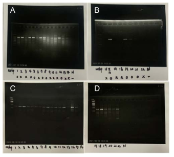 물범 성별 분석을 위한 (A, B) Y 염색체 표적 (C, D) X 염색체 표적 DNA 증폭 결과