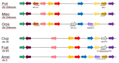 CYP19A1을 중심으로 작성한 유전자 신테니 (synteny)의 일부