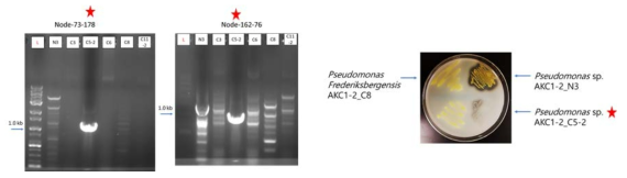 PCR 방법을 이용한 병원성인자 보유 세균 균주 탐색(좌) 및 확보한 균주의 생리 특성(단백질분해활성) 검증(우)