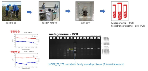 토양 시료 metagenome 내 serralysin 효소 유전자(Node-73-178)의 검출량 변화