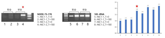 토양 시료 metatranscriptome 내 serralysin 효소 유전자(Node-73-178)의 발현량 변화