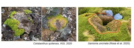 곰팡이병에 감염된 극지식물 (좌:남극개미자리, 우:남극낫깃털 이끼)