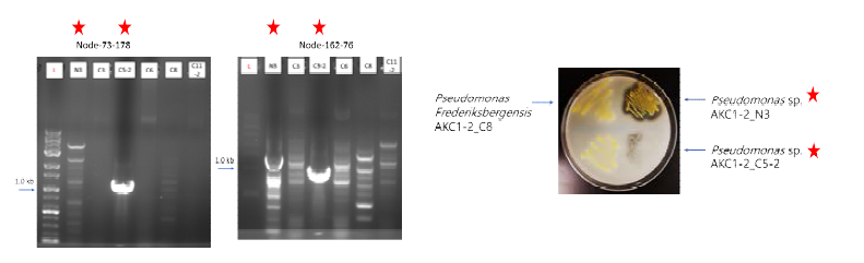 (좌) PCR 방법을 이용한 병원성인자 보유 세균 균주 탐색 및 (우) 확보한 균주의 생리특성(단백질분해 활성) 검증