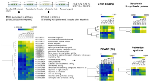 남극식물-곰팡이 감염 과정의 주요 유전자를 알아보기 위한 RNA 라이브러리 구축 과정 및 결과, 감염전/후에 대한 곰팡이 DEG set에 대해서 hierarchical clustering 수행