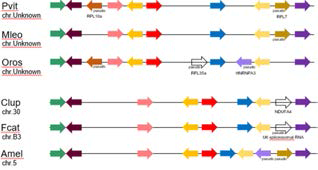 CYP19A1 유전자 부위 신테니 도식화