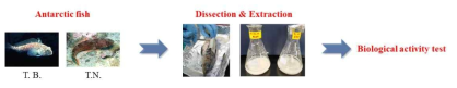 Alchol extraction and biological test of Antarctic fish, Trematomus bernacchii (T. B.) and Trematomus newnesi (T. N.)