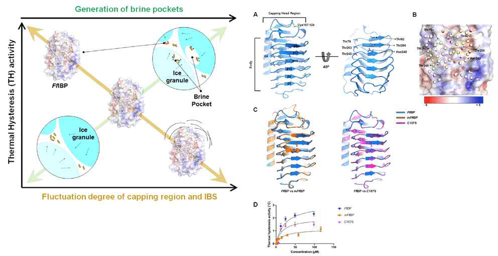 FfIBP 결빙방지단백질의 capping head region의 구조적 안정성과 결빙방지활성과의 상관관계