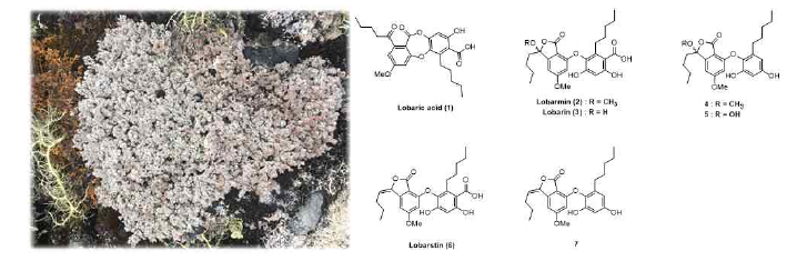 Stereocaulon alpinum 으로 분리된 항당뇨 활성의 로바릭산 및 유도체들