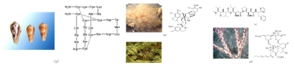 해양천연물 신약 후보물질들). a) 연체동물 Conus magnus와 ω-conotoxin b) 군체 멍게 Ecteinascidia turbinata와 ecteinascidin 743, c) 연체동물 Dolabella auricularia와 dolastatin 10, d) 이끼벌레 Bugula neritina와 bryostatin 1
