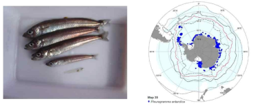 남극 은어(Pleuragramma antarcticum) 생체샘플과 남극권 분포 지도