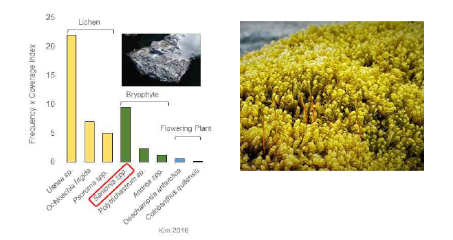 남극낫깃털이끼의 세종기지 주변의 빈도 · 피도(a) 및 표현형(b)