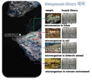 극지 환경시료 채취 및 메타지놈 라이브러리 제작