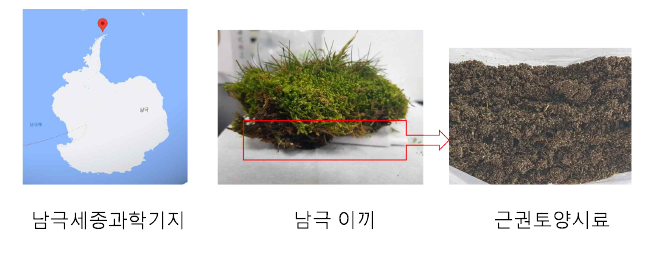 극지 고유의 메타지놈 fosmid 라이브러리 구축을 위한 남극이끼 근권 토양시료 확보