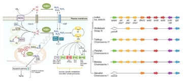 SOD 유전자 기능의 모식도 (Wang et al., 2018)와 남극빙어 지놈 내에서 확인된 확장된 sod3