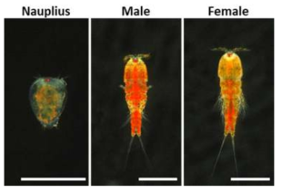 연구에 사용된 남극요각류(Tigriopus kingsejongensis)