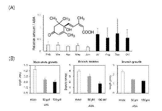 식물휴면조절호르몬 ABA에 대한 남극 이끼의 생물반응 (A)선행연구에서 확인된 계절 샘플에서 ABA 축적량 (B) ABA 처리시 남극 이끼의 생장 반응