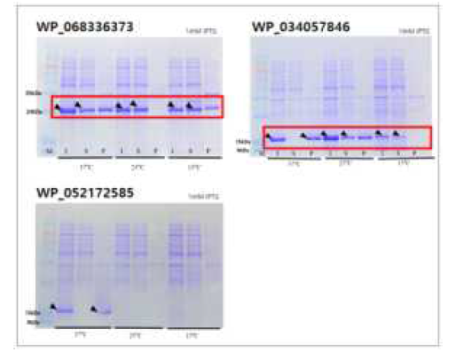 극지 미생물 유래 LEA 단백질 3종의 온도별 발현 테스트 결과