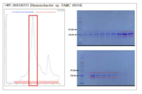 WP_068336373 [Hymenobacter sp. PAMC 26554] 단백질의 정제결과