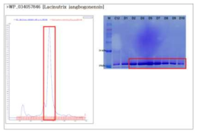 WP_034057846 [Lacinutrix jangbogonensis] 단백질의 정제 결과