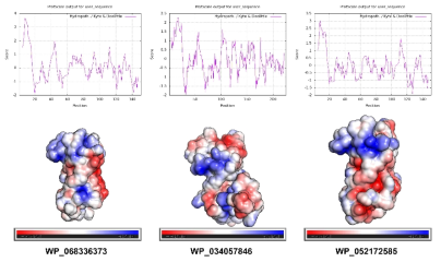 WP_068336373, WP_034057846, WP_052172585 전체 서열에 대한 ProtScale 소수성 그래프 및 표면 전하 분포 (surface charge distribution)