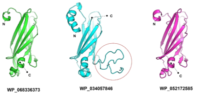 극지 유래 LEA 단백질의 모델링 구조. N-terminus와 C-terminus 부분을 표시하였고 단백질마다 다른 색으로 나타내었음. WP_034057846 단백질의 구조화되지 않은 구조(unstructured form )는 빨간색 원으로 표시함