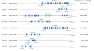 남극 낫깃털이끼에서 발견된 8종의 SuTPS 유전자의 exon-intron 구조