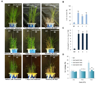 DaADF3 과다발현 벼 형질전환체 표현형 분석. A, 저온 처리 과정에서 식물체의 형태적 변화. B, 저온처리 후 생존률, C, 엽록소 함량, D, 이온 용출량