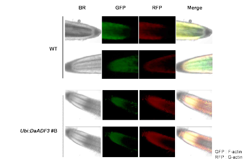 DaADF3 과다발현 벼 형질전환체와 일반 벼의 뿌리 조직 내 액틴 단백질 구조적 변화 확인