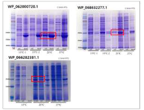 WP_068632277.1 [Variovorax sp. PAMC 28711], WP_062000720.1 [Burkholderiaceae], WP_066282381.1 [Frondihabitans sp. PAMC 28766] 단백질의 온도별 발현 테스트 결과