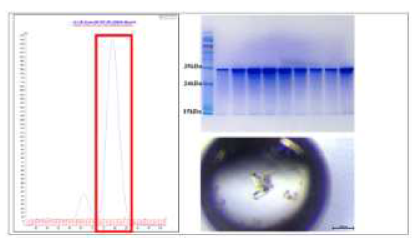 WP_068632277.1 [Variovorax sp. PAMC 28711] 단백질의 정제결과 및 결정화 조건확보