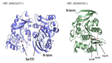 WP_068632277.1 [Variovorax sp. PAMC 28711], WP_062000720.1 [Burkholderiaceae] 단백질의 삼차구조 모습