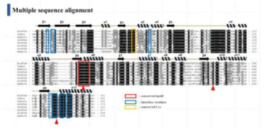 WP_062000720.1 [Burkholderiaceae] 단백질 서열과 기존에 알려진 유사 단백질 서열과의 비교를 통해 잘 보존된 활성잔기, conserved Cys 잔기 및 motif 확인