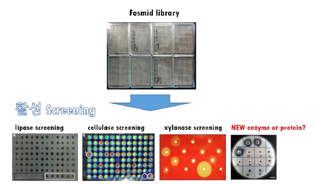 극지 메타지놈 라이브러리를 활용한 HTS(high-throughput screening, 고효율스크리닝) 시스템구축