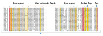 Lipase CALA homologue 유전자의 multiple sequence alignment (MSA) 으며, 향후 돌연변이 단백질을 이용한 기능성 개선 연구가 필요함.