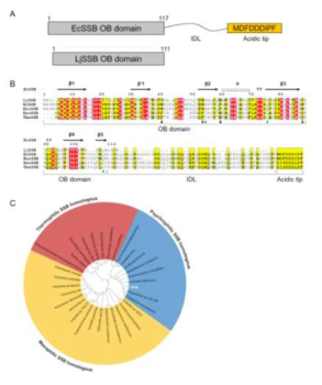 저온성, 중온성, 고온성 미생물 유래의 SSB 단백질과 LacSSB 단백질의 sequence 분석 결과
