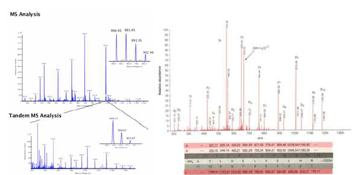질량분석법에 의한 단백질 정보 동정