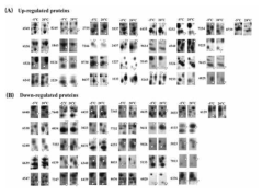 단백체 분석에 의한 발현 단백질군 분석
