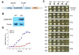 DaMDHAR-expressing transgenic yeast 세포의 동결-융해 스트레스 내성에 관한 실험