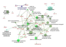 DaMDHAR 발현에 의한 조절되는 유전자의 ClueGO-based genetic network 분석