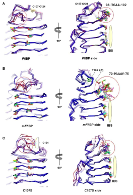 FfIBP와 돌연변이 단백질의 분자동역학 결과 및 비교 분석 결과