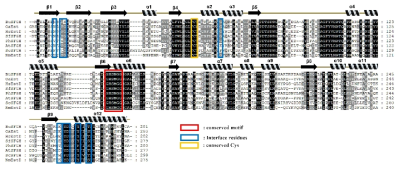 유사 단백질과 BuSFGH와의 다중 시퀀스 정렬 (Multiple sequence alignment). 이합체 결합 면에 존재하는 아미노산 잔기는 파란색으로 표시