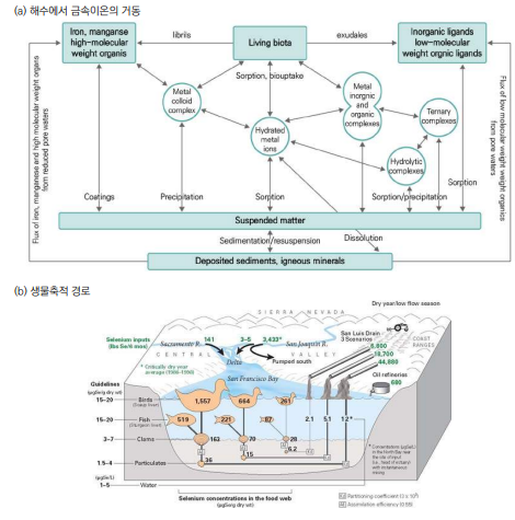해수에서 금속이온의 거동 및 생물축적 경로(Ansari et al., 2004; USGS, 2004)