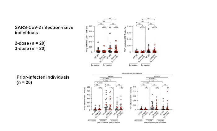 Wild-type (WT)과 Omicron spike protein에 대한 memory CD8+ T-cell 면역도