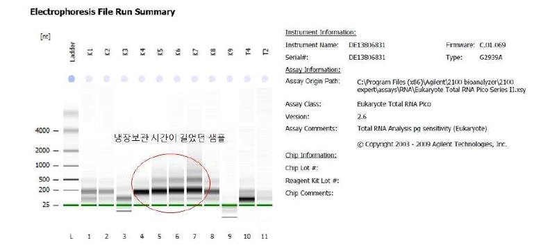 RNA pico chip으로 Agilient Bioanalyzer 2100 분석
