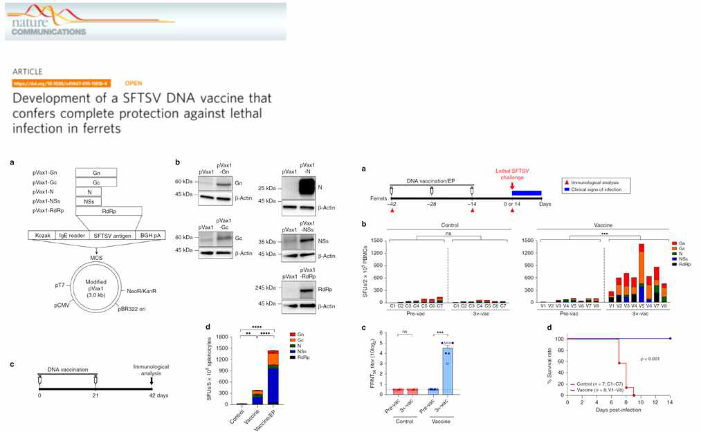 SFTSV DNA를 이용한 백신 개발 국내 연구 사례 (출처: Kwak et al, Nature communications, 10, 2019)